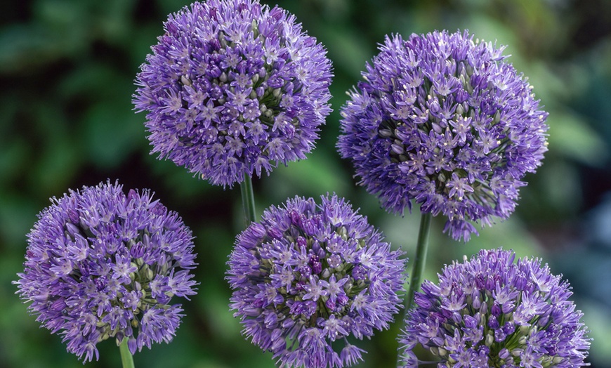 Image 1: Lot de 40 ou 80 bulbes d'allium caeruleum Rootz