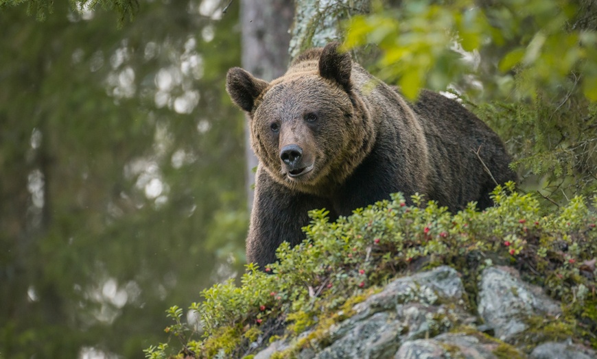 Image 12: Billet PassHan avec accès aux Grottes de Han et au Parc Animalier