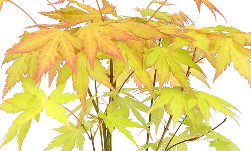 Image 6: Japanese Maple Collection