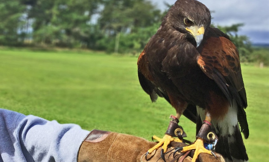 Image 2: Half-Day Falconry Experience