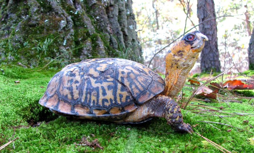 Woodford Cedar Run Wildlife Refuge - Up To 42% Off - Medford, NJ | Groupon