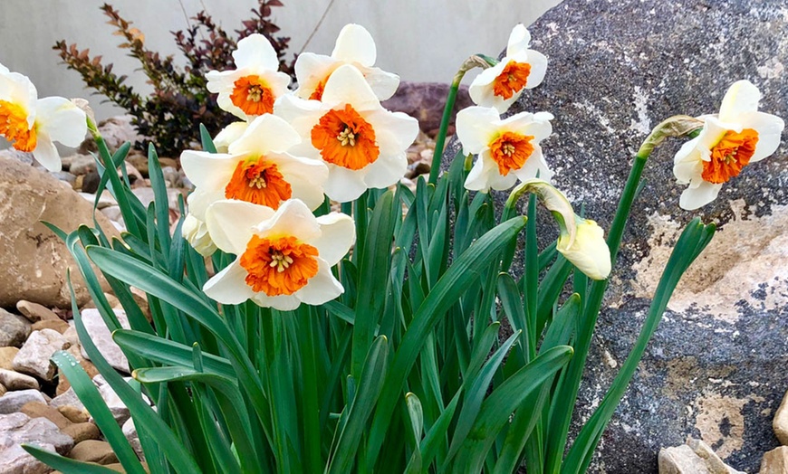 Image 3: 10, 20 or 40 Daffodil Bella Vista Bulbs