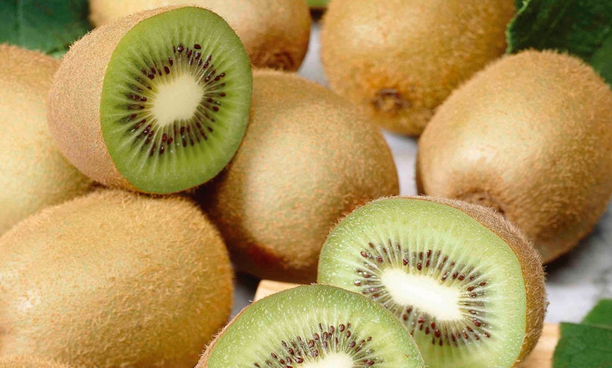 Image 9: One, Two or Three Self-Fertile Kiwi Jenny Plants