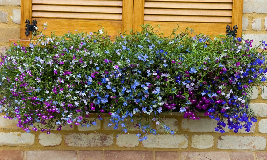 Image 4: Up to 30 Garden-Ready Plants of Lobelia Ultra Cascade Mix