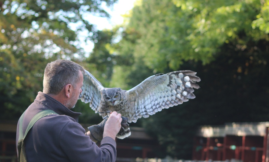 One-Hour Owl Experience - Hawksflight Falconry | Groupon