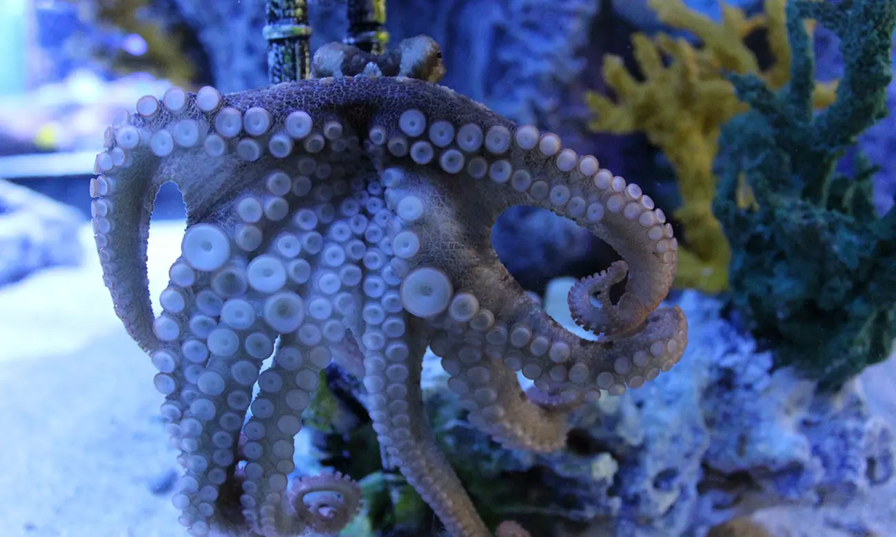 Blue Zoo Aquarium Experience – Oklahoma City
