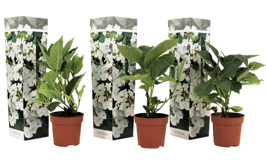 Image 13: Lot de 3 ou 6 hortensias Teller