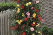 Upto 6 Scented Climbing Rose Collection - Image 3