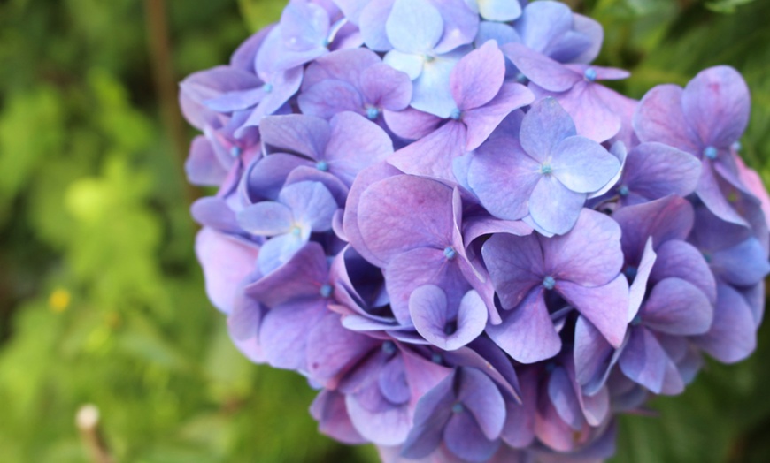 Image 4: Hydrangea So Long Ebony - 1, 3 or 5 Potted Plants