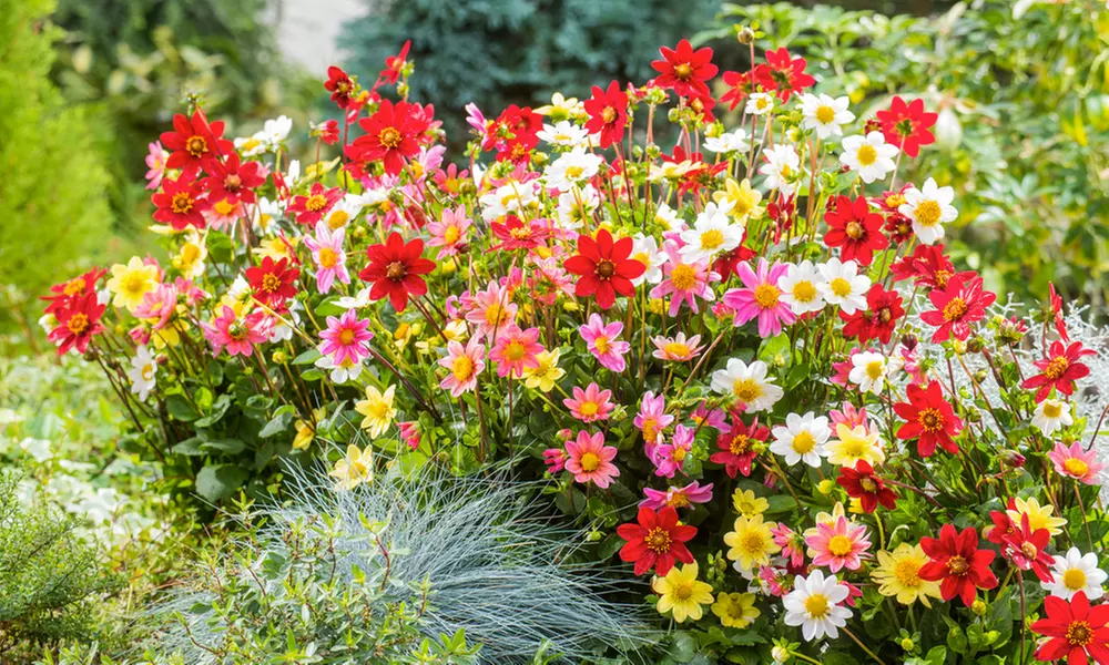 6x Dahlien-Knolle „Top Mix" - Second Medium