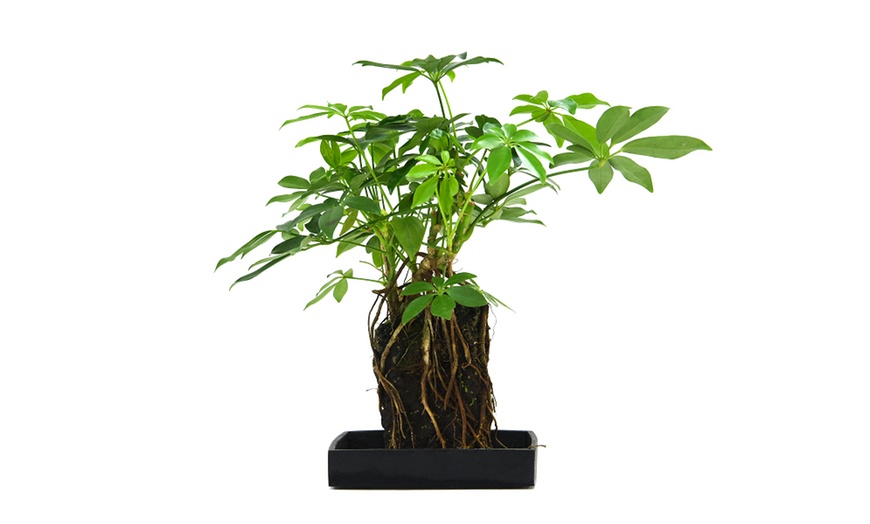 Image 6: Lova Schefflera "Lava Plant"