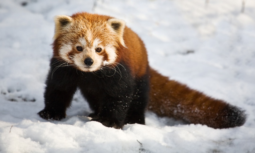 Image 8: Zoo Entry: Child £7.95, Adult £11.45 at Dudley Zoo and Castle