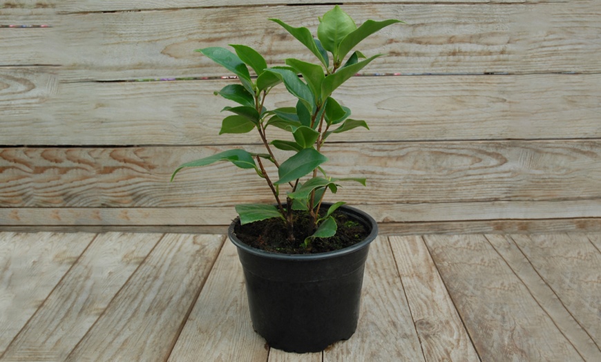 Image 4: Camellia Tricolour Plants 