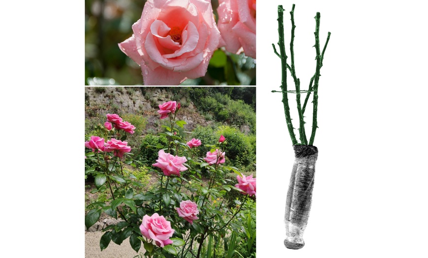 Image 6: Lot de 4 roses à grandes fleurs de la marque 