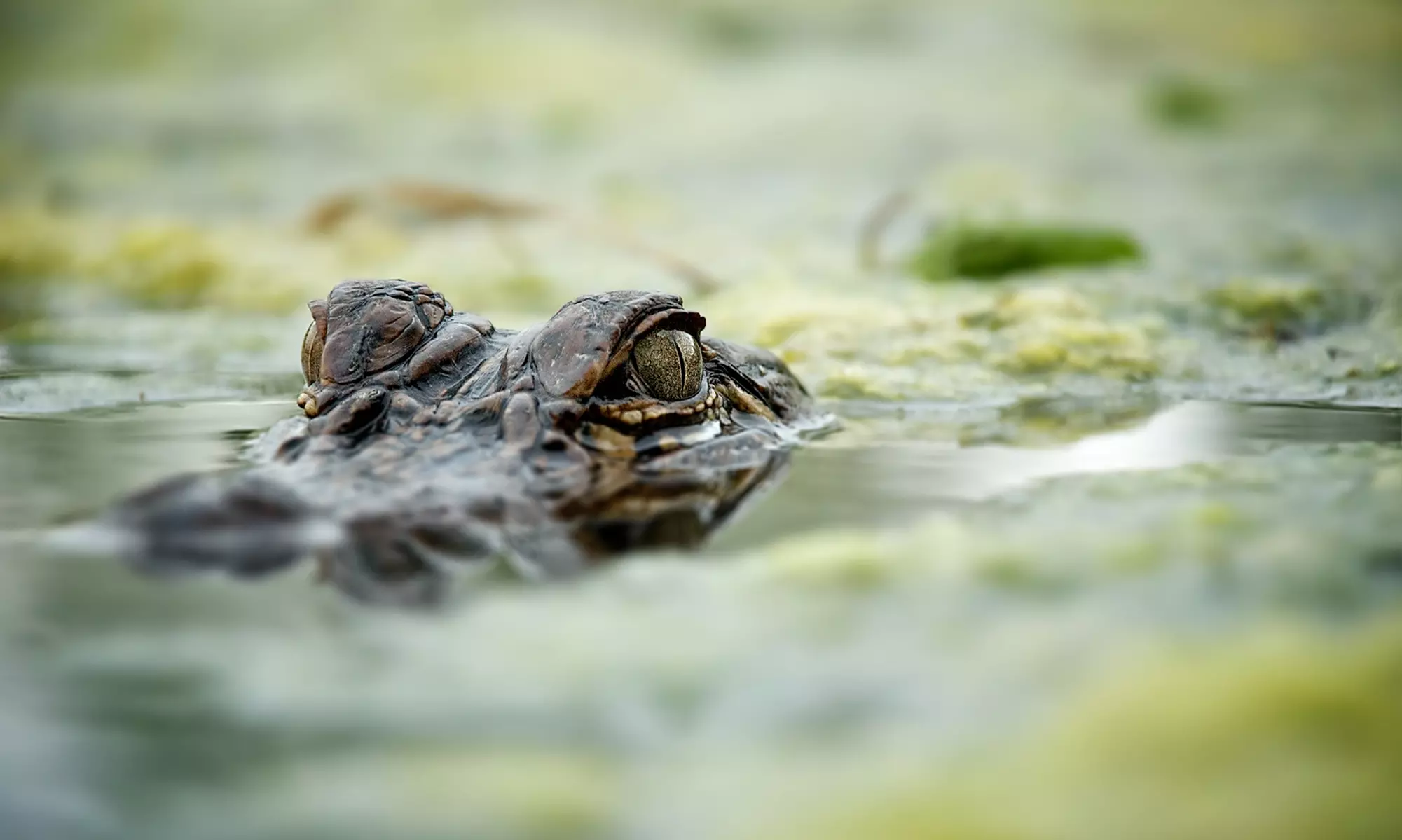 90-Minute Gator Exploration Tour for One, Two, or Four at Marsh Landing Adventures (Up to 45% Off) - Primary Image