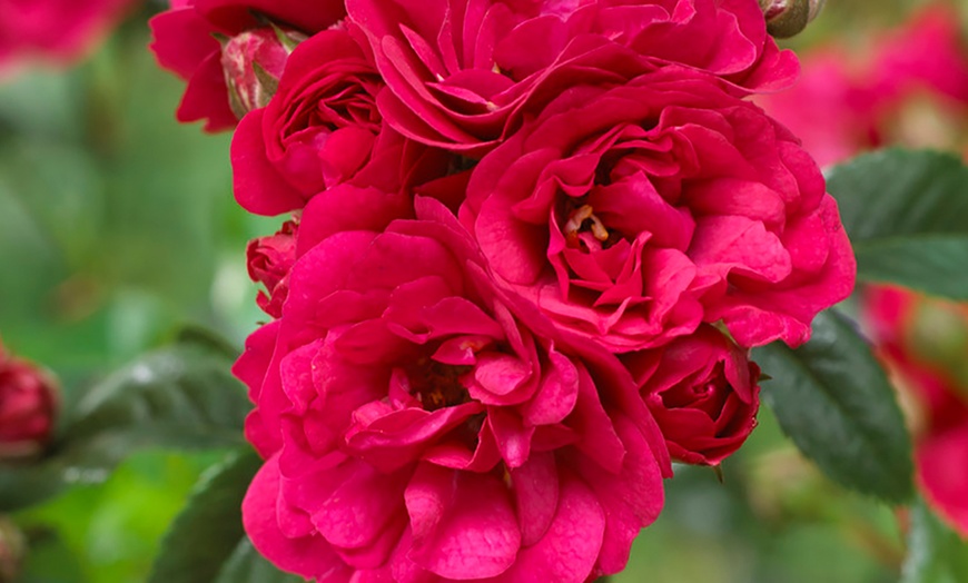 Image 4: Polyantha "The Fairy" Rose, 2L