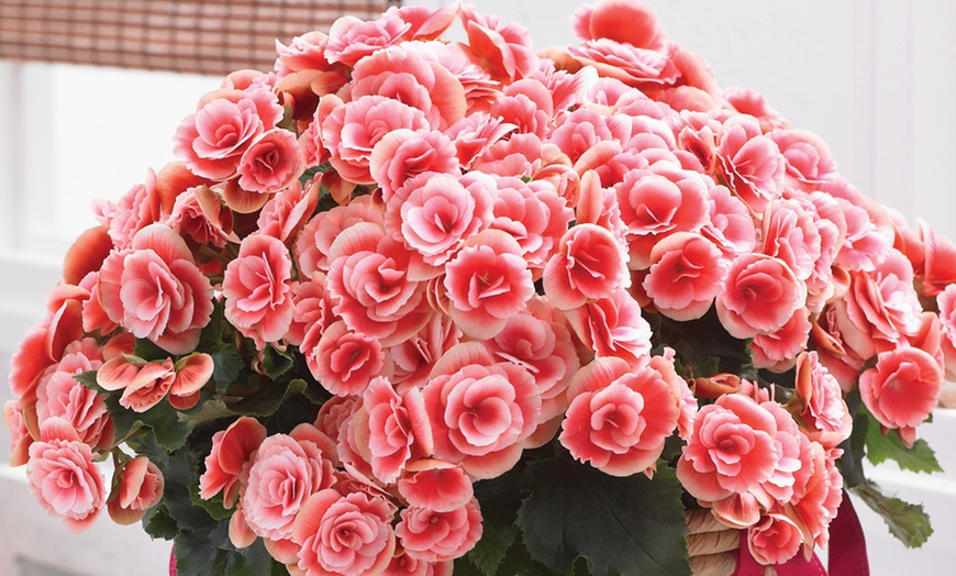 Image 1: Festive Begonia Borias Rosebud Houseplant in Zinc Pot