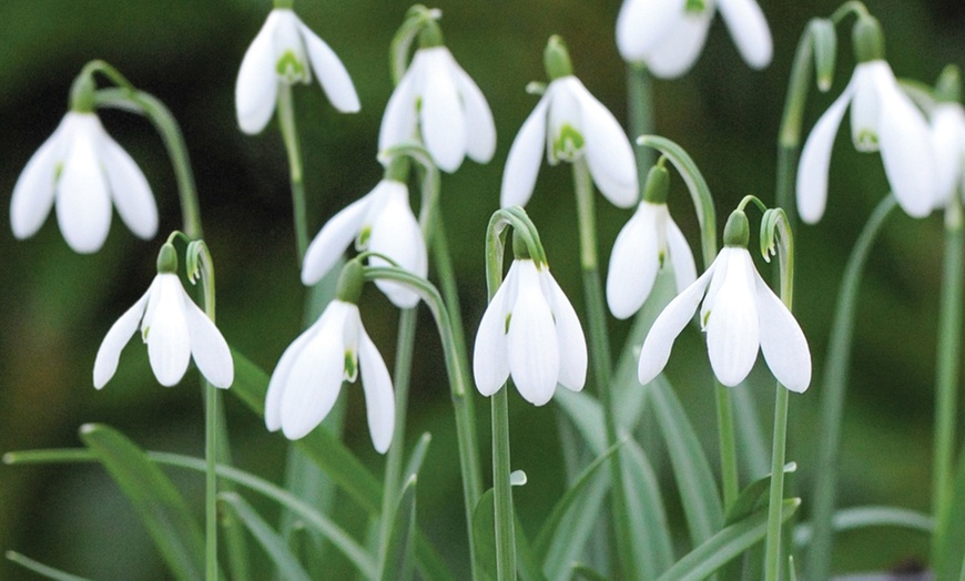 Image 3: 20, 40 or 100 Giant Snowdrop Bulbs