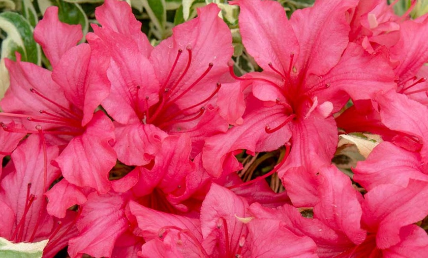 Image 3: Rhododendron Bollywood Plant