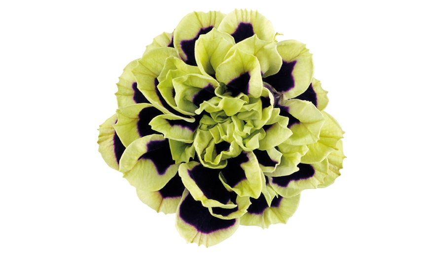 Image 7: 5 or 10 Petunia Mystical Midnight Gold Plants