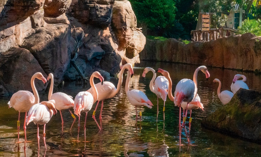 Image 3: Entrada de niño o adulto a Bioparc Fuengirola