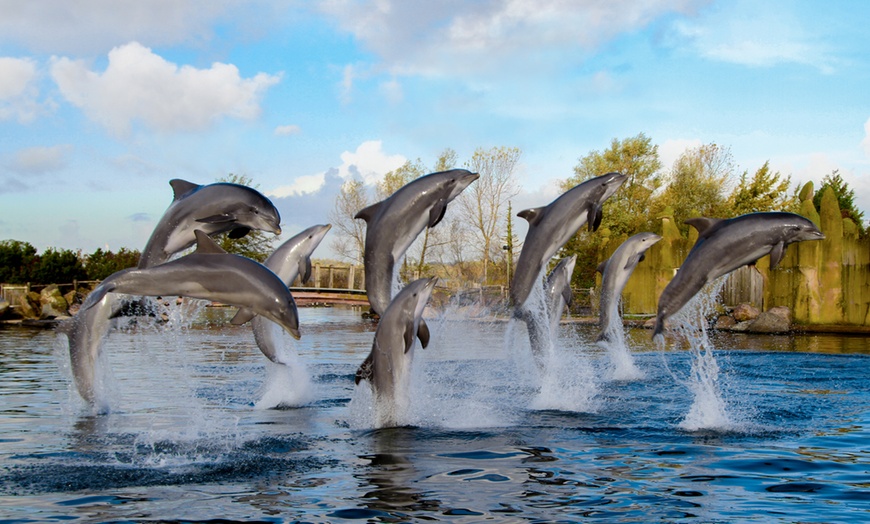 Image 9: Entreeticket Dolfinarium 