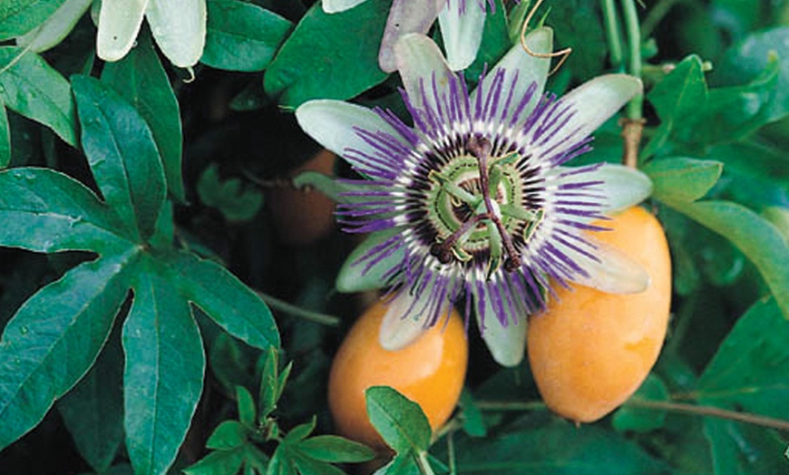 Image 7: Passion Flower Collection 3 Varieties - 1 or 3 Potted Plants
