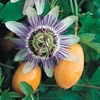 Image 7: Passion Flower Collection 3 Varieties - 1 or 3 Potted Plants
