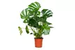1 of 2 Monstera Deliciosa Gatenplanten van 50-60 cm of 70-80 cm voor binnen - Image 2