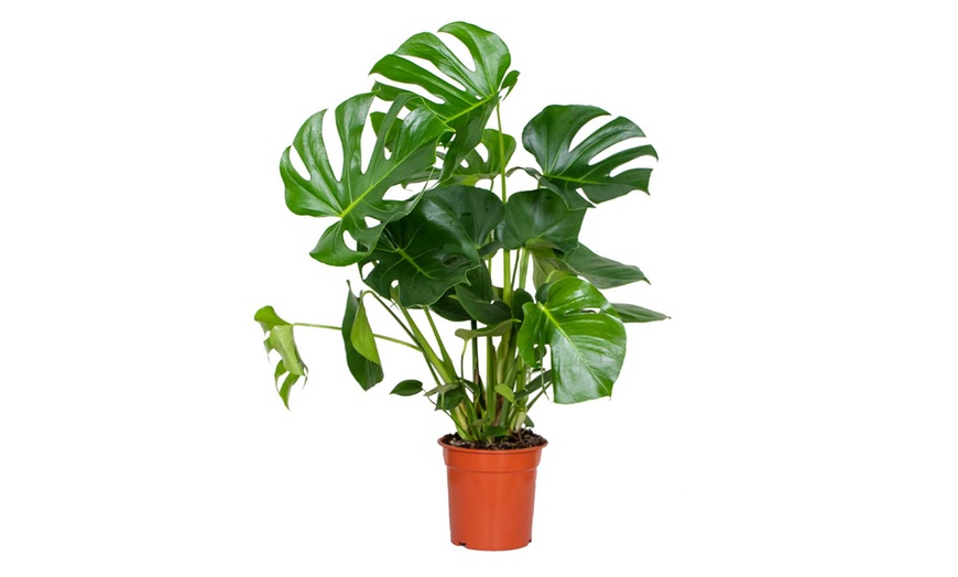 Image 2: 1 of 2 Monstera Deliciosa Gatenplanten van 50-60 cm of 70-80 cm