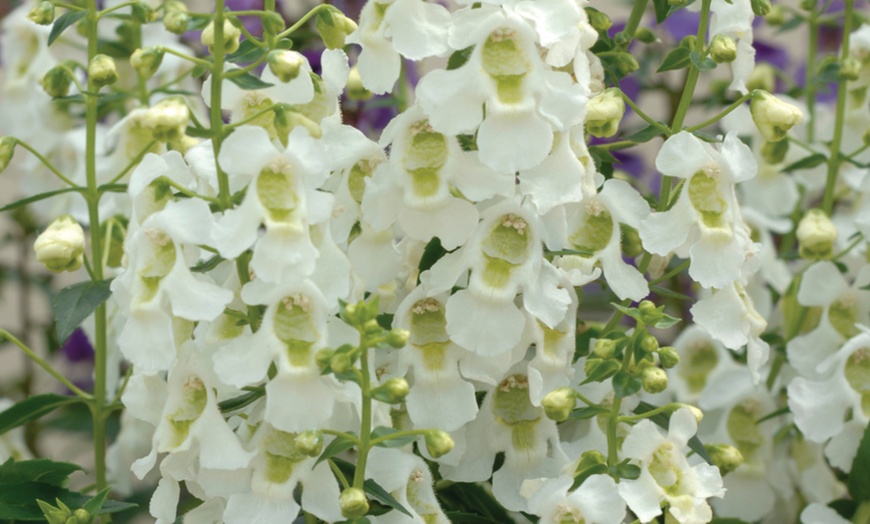 Image 2: Angel's Orchid Plants