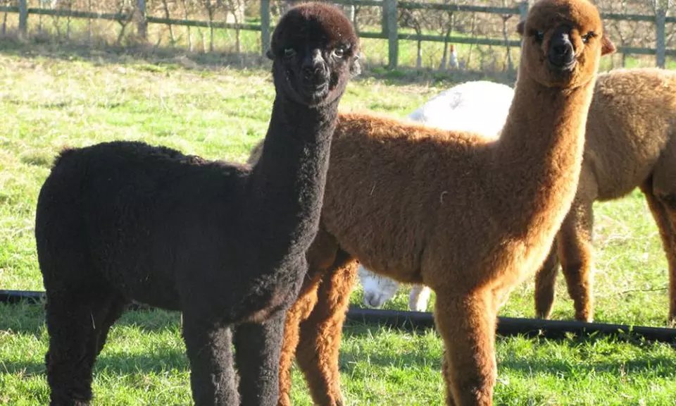 Furry Friend Adoption Packages: Choose Alpaca or Donkey