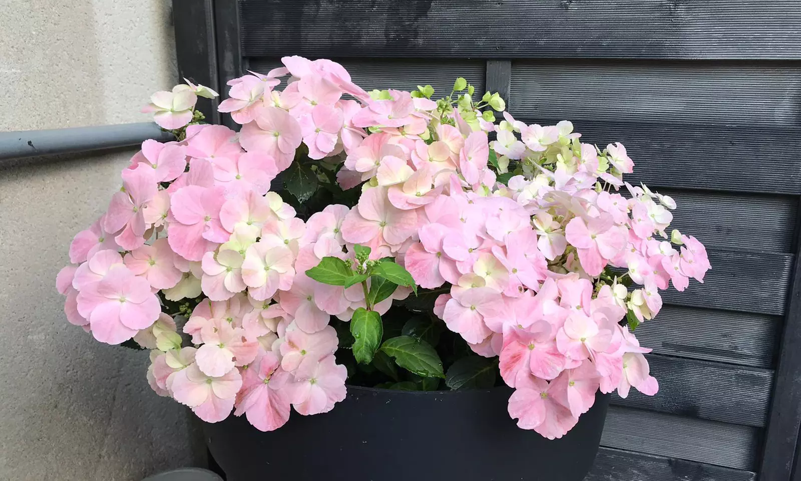 Hydrangea Plants - Up to 4 Potted Plants