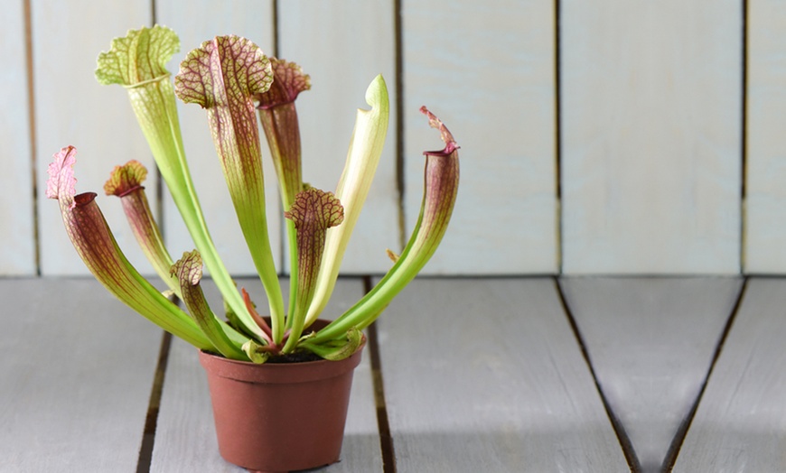 Image 4: Carnivorous House Plants