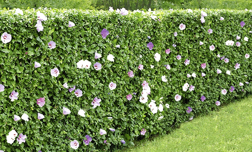 Image 1: 5 Hibiscus Hedge Plants 