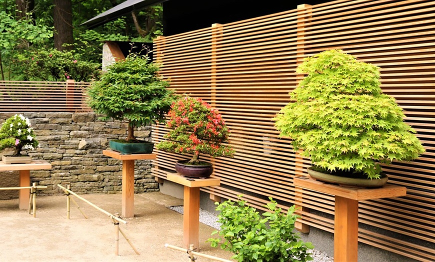 Image 5: Outdoor Bonsai Trees