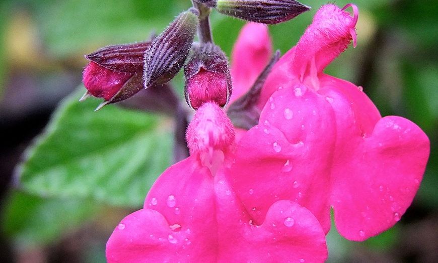 Image 6: Salvia Collection