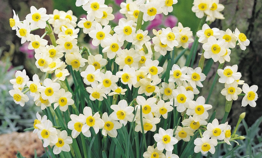 Image 3: Miniature Daffodil Bulbs