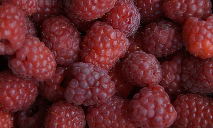 Image 4: Potted Raspberry Plant Collection