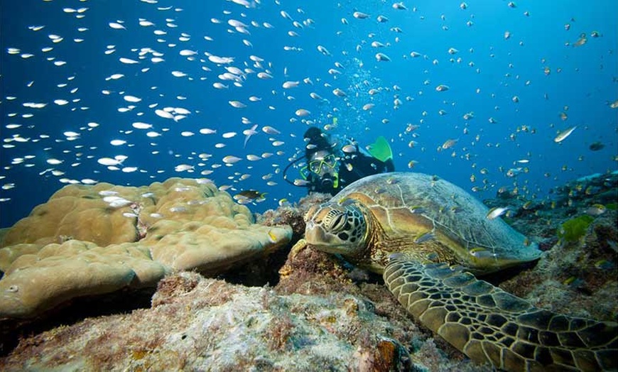 Image 2: SSI Scuba Dive Course + 15 Dives