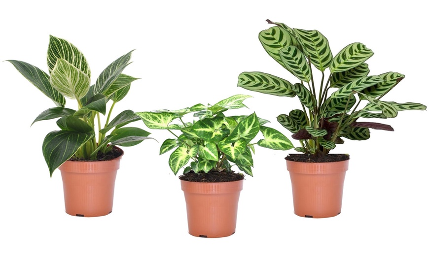 Image 6: Lot de 3 plantes purificatrices d'air