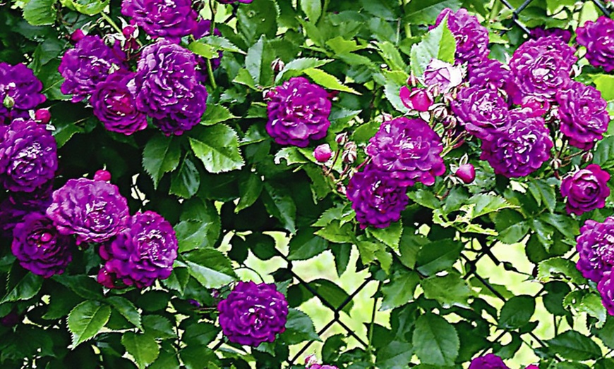 Image 2: Rambler-Rose ''Bleu Magenta''