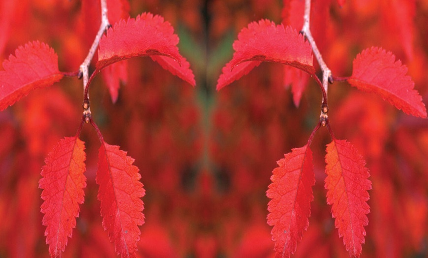 Image 4: One, Two or Three Pot Plants of Flowering Cherry Tree Kojo-No-Mai