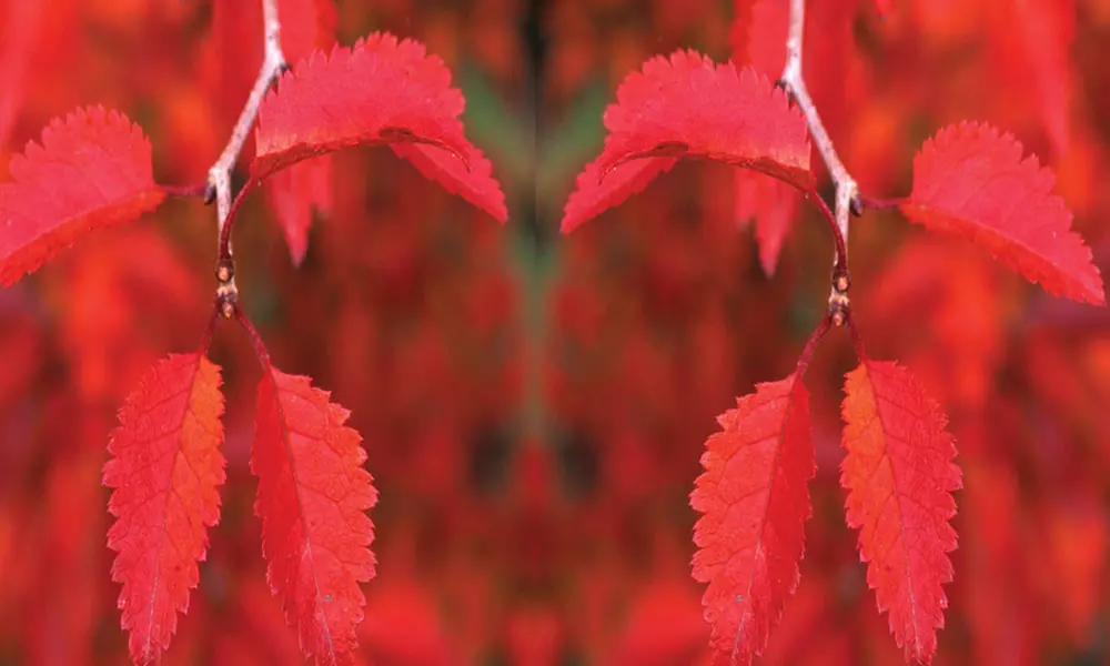 Flowering Cherry Tree Kojo-No-Mai – 1, 2 or 3 Potted Plants