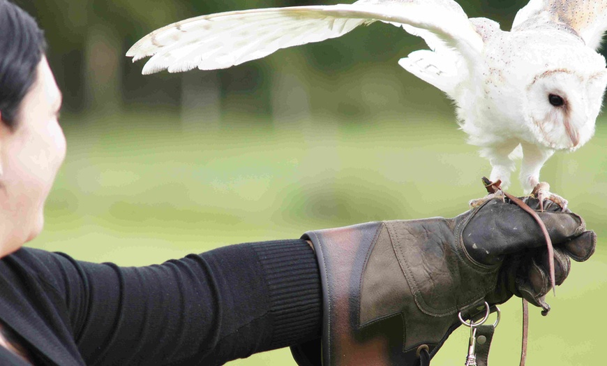 Image 10: Two-Hour Owl Experience