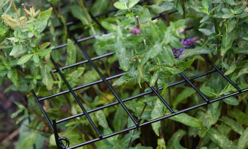 Image 2: Rectangle Grow Through Grid Support for Plants