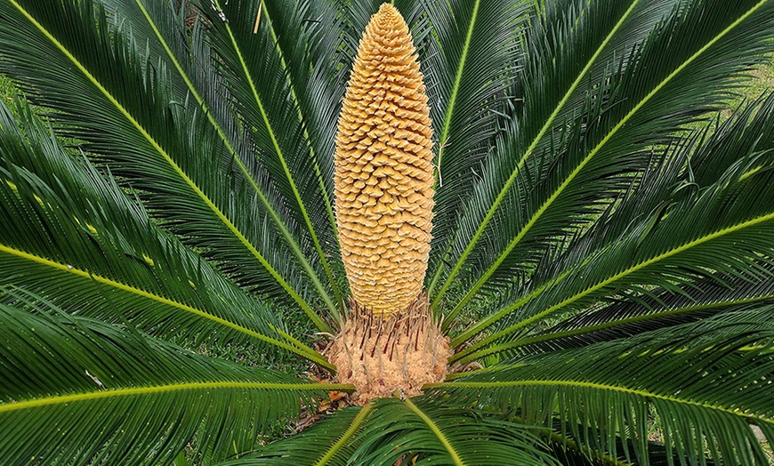 Image 6: 1 ou 2 Cycas du Japon "Cycas revoluta" de Gardenzo