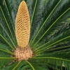 Image 6: 1 ou 2 Cycas du Japon "Cycas revoluta" de Gardenzo