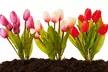 Pre-Order: First Kiss Spring Tulip Bulb Mix with Bulb Planter (31, 62, or 155 Flowers) - Second Medium