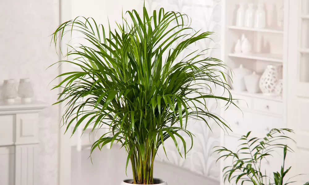 1 ou 2 palmiers Areca 100-120 cm, livrés en pot - Primary Image
